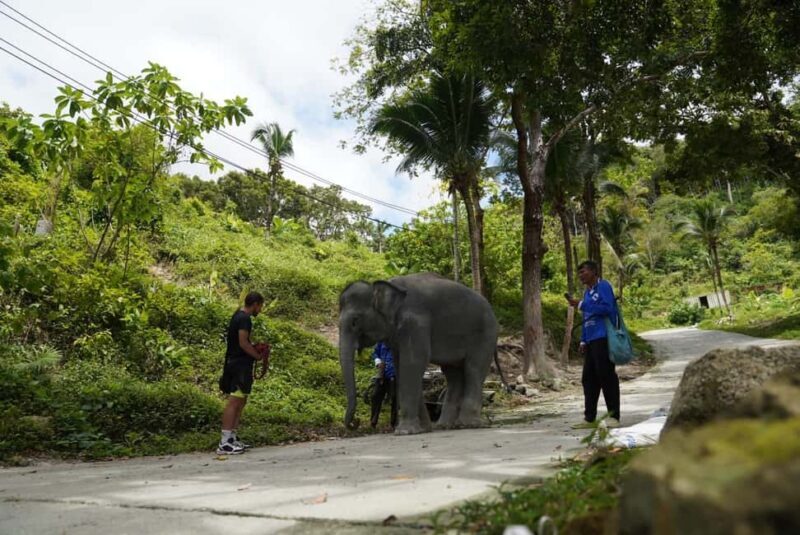 Phuket: Guided Tour to Elephant Sanctuary & Hotel Transfer - FAQ