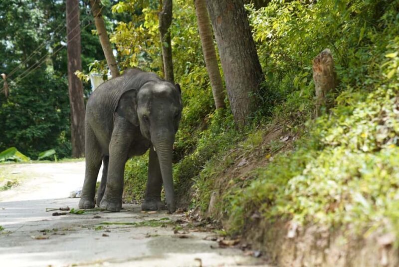 Phuket: Guided Tour to Elephant Sanctuary & Hotel Transfer - The Sum Up