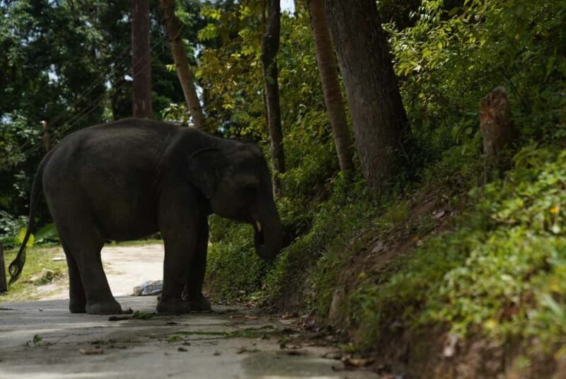 Phuket : Guided Tour to Elephant Sanctuary with Transfers - Final Thoughts