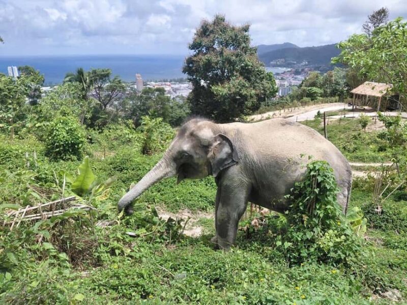 Phuket: Guided Walk Tour to Elephant Sanctuary with Transfer - Key Points