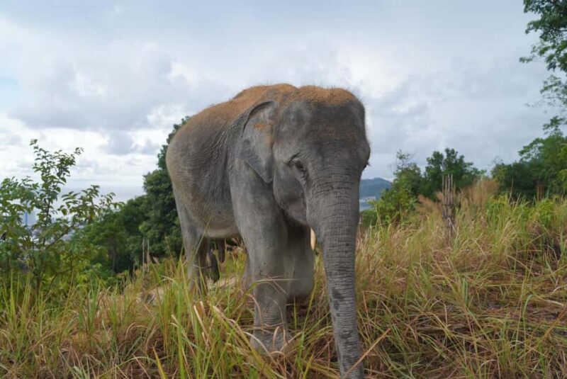 Phuket: Guided Walk Tour to Elephant Sanctuary with Transfer - Authenticity and Learning: Real Value for Visitors