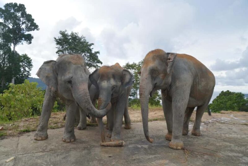 Phuket: Guided Walk Tour to Elephant Sanctuary with Transfer - FAQs