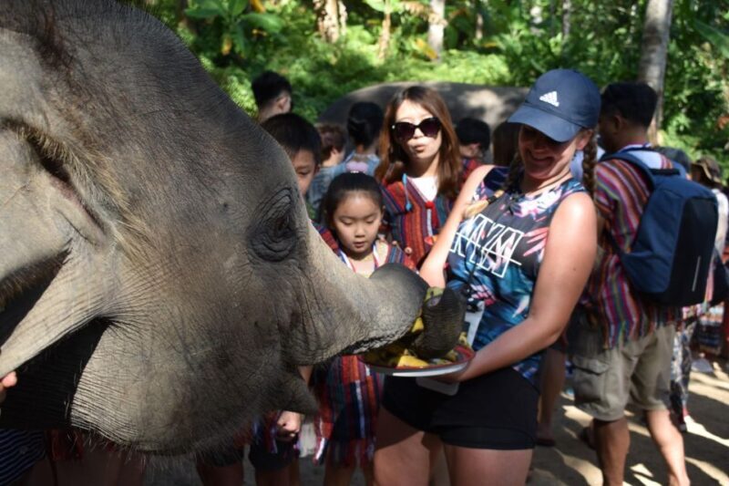 Phuket: Half Day or 2-Hour Ethical Elephant Care Sanctuary - An In-Depth Look at the Experience