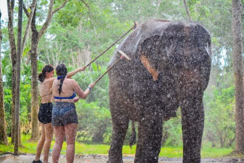 Phuket: Happy Hour Feed and Rain Shower with Elephant - An Authentic and Respectful Elephant Encounter