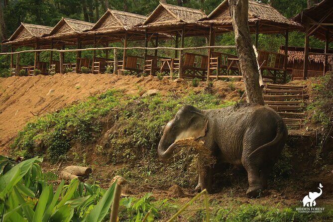 Phuket: Hidden Forest Elephant Reserve Guided Tour with Lunch - Who Will Enjoy This Tour?