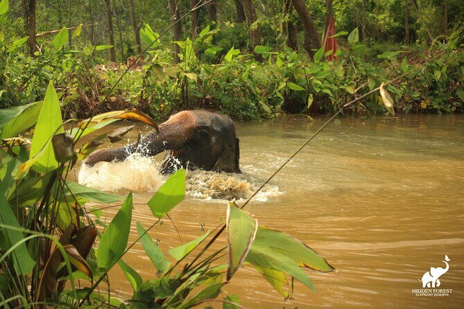 Phuket: Hidden Forest Elephant Reserve Guided Tour with Lunch - The Sum Up