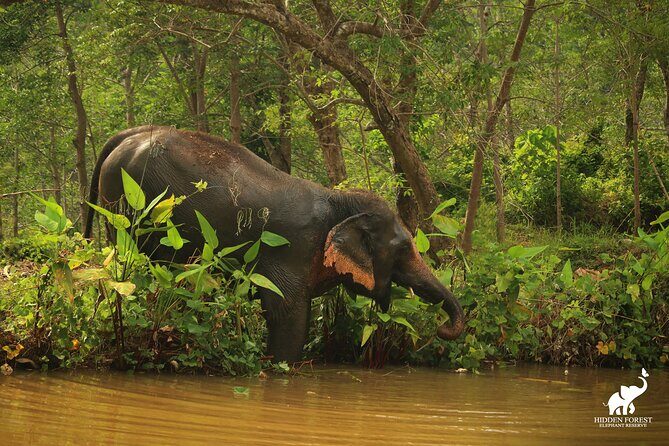 Phuket: Hidden Forest Elephant Reserve Guided Tour with Lunch - FAQs