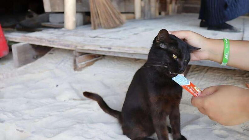 Phuket: Khai Nok, Khai Nai, and Khai Nui Island Day Trip - Key Points