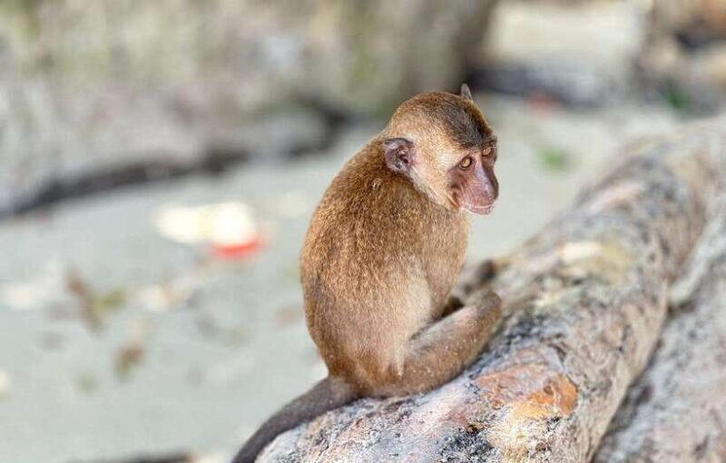Phuket: Phi Phi Islands and Maya Bay Day Trip with Lunch - The Value for Money Perspective