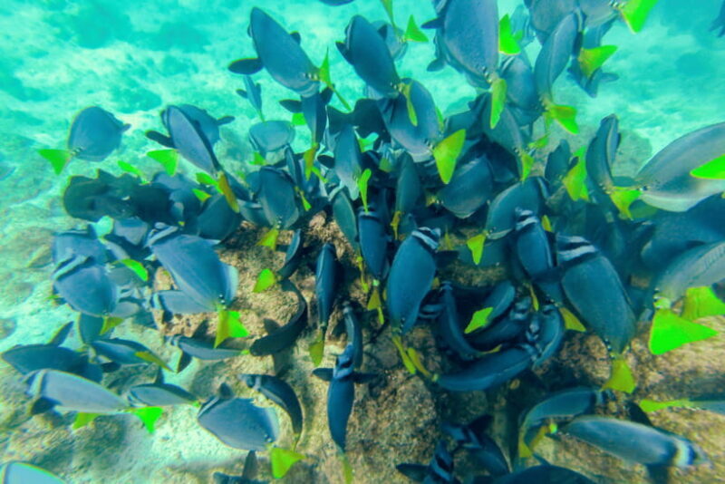 Phuket: Racha and Coral Islands Speedboat Trip with Lunch - What You Can Expect from This Tour