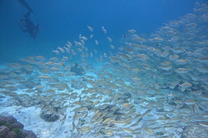 Phuket: Scuba Dive Racha and Coral Islands with Snorkeling Tour - The Value for Your Money