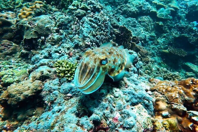 Phuket Scuba Diving Maiton Private Island Small Group or Snorkel - A Closer Look at the Experience