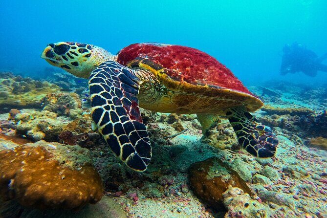 Phuket Scuba Diving: Racha Island Or Maiton Island For All Levels - A Closer Look at the Phuket Scuba Diving Experience