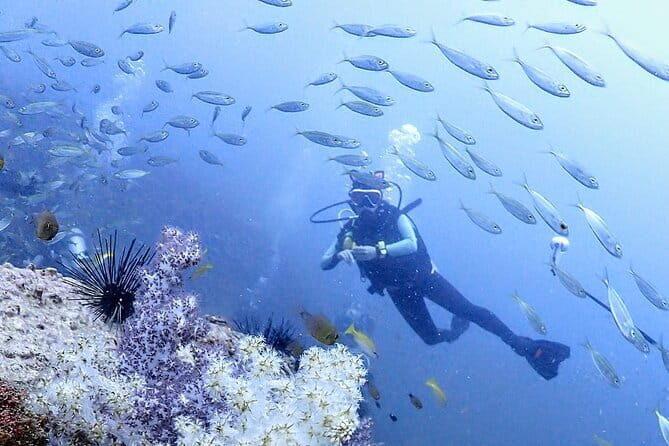 Phuket Scuba Diving Tour with Transportation - The Practical Side: Transportation, Cost, and Comfort