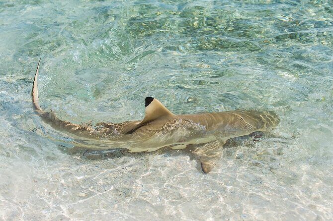 Phuket: Wow Andaman Snorkeling Trip to Phi Phi & Bamboo Islands - Practical Tips for Travelers