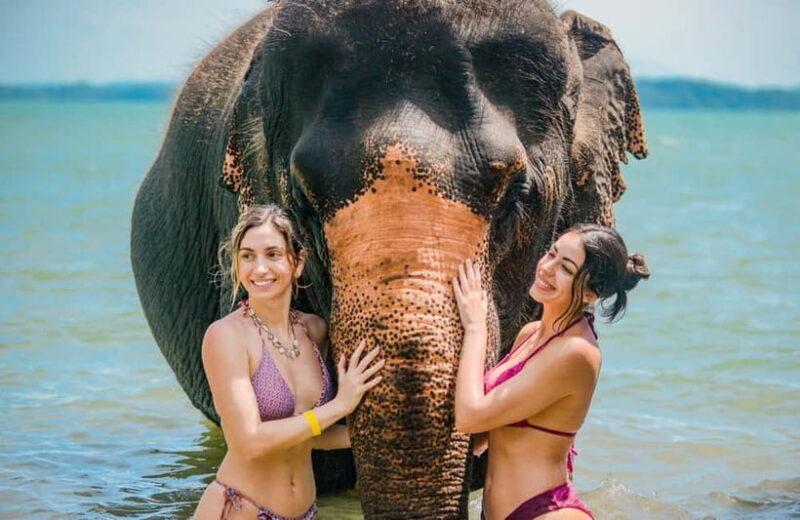 Phuket:Beach walk with elephants, rain & care. 2.5 hours - An Overview of the Experience