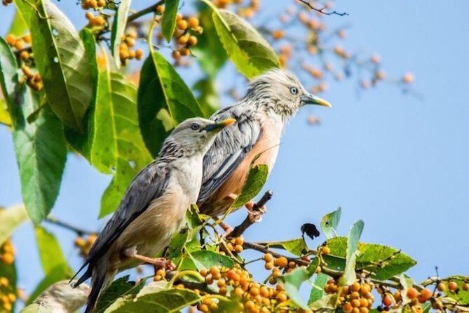 Phulchoki bird-watching tour - Exploring the Phulchoki Bird-Watching Tour: A Natural Escape Near Kathmandu