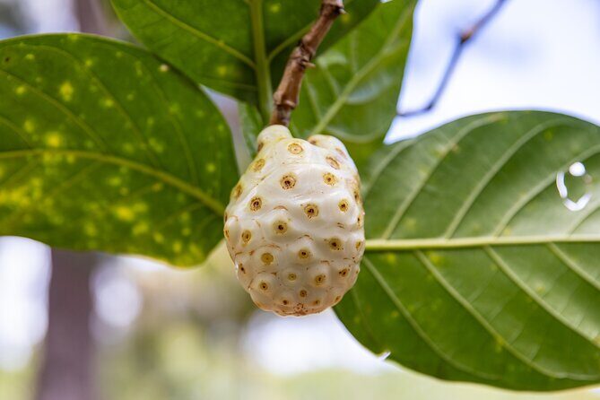 Pick and Taste Tropical Fruit - Authenticity and Authentic Experiences