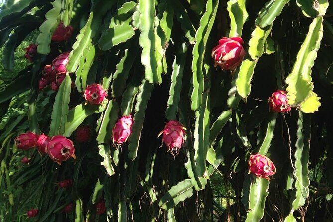 Pick and Taste Tropical Fruit - Practical Tips