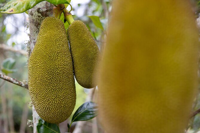 Pick and Taste Tropical Fruit - Final Thoughts