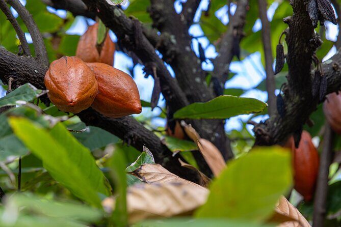 Pick and Taste Tropical Fruit - FAQ