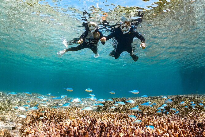 Pick-up OK1~70old99% Snorkelingsea turtles, fish and coral - Detailed Itinerary and What to Expect