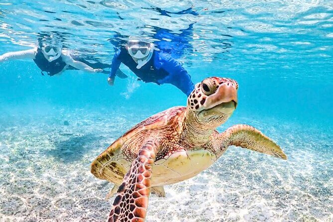 Pick-up OK1~70old99% Snorkelingsea turtles, fish and coral - FAQs
