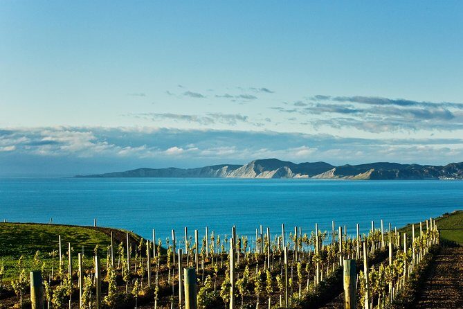 Picton Cruise Ship Shore Excursion Marlborough Wine Tour - An Honest Look at the Marlborough Wine Tour