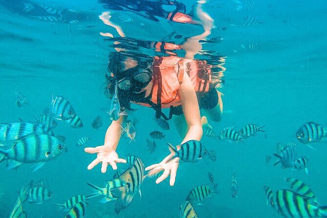 Pig Island (Koh Mudsum) and Koh Tan Tour with Meal from Koh Samui - How the Tour Works: Practical Details