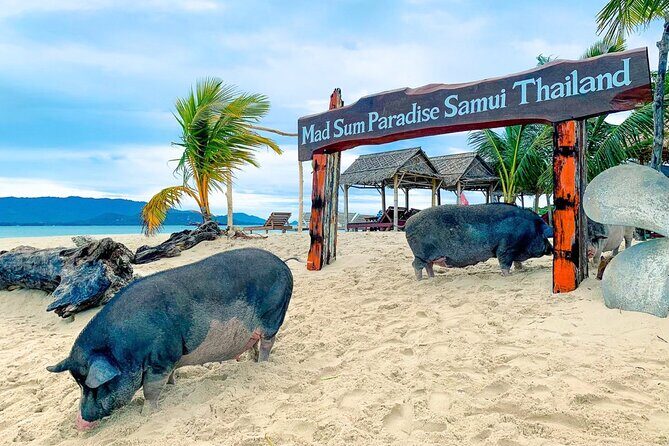 Pig Island (Koh Mudsum) and Koh Tan Tour with Meal from Koh Samui - FAQ
