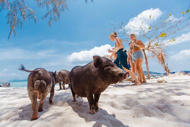 Pig Island Private Longtail Boat Trip From Koh Samui - Final Thoughts