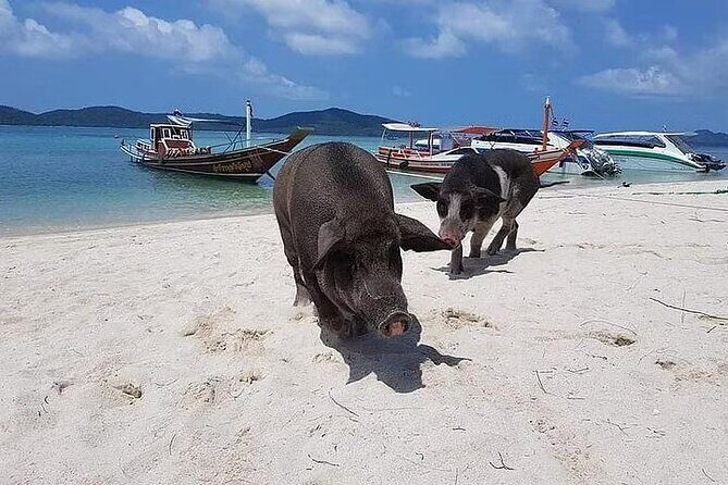 Pig Island ,Snorkeling, Private Long Tail Boat (Local Thai Experience) - Final Words