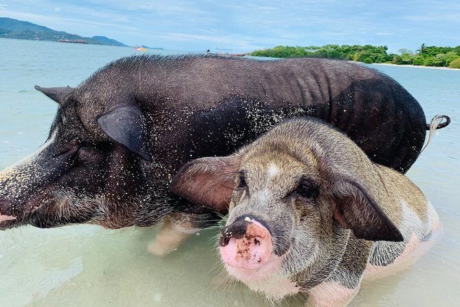 Pig Island Snorkeling & Sightseeing Tour By Speedboat From Koh Samui - An In-Depth Look at the Experience