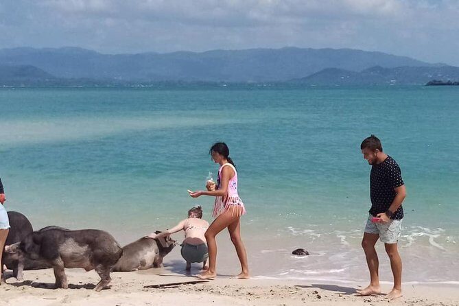Pig Island Snorkeling & Sightseeing Tour By Speedboat From Koh Samui - The Sum Up