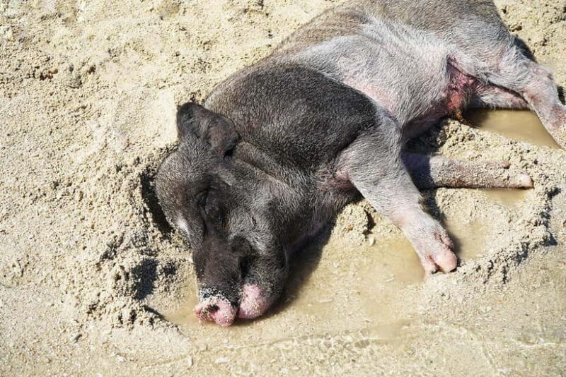 Pig Island(Koh Mudsum) and Koh Tan Half Day Snorkeling Tour - Key Points