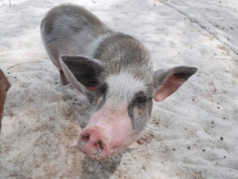 Pig Island(Koh Mudsum) and Koh Tan Half Day Snorkeling Tour - Final Thoughts: Is It Worth It?