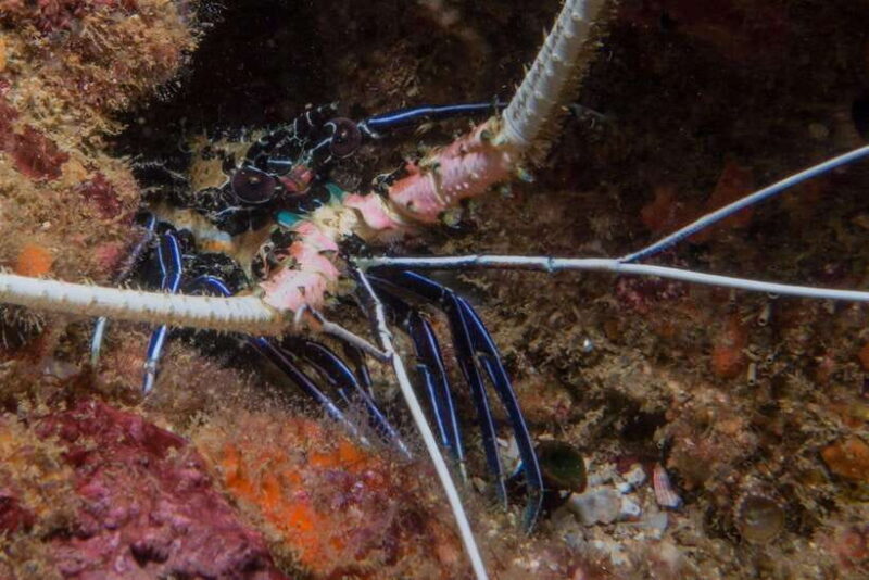 Pigeon Island Snorkeling Tour from Uppuveli Beach - The Sum Up: Who Will Love This Snorkeling Tour?