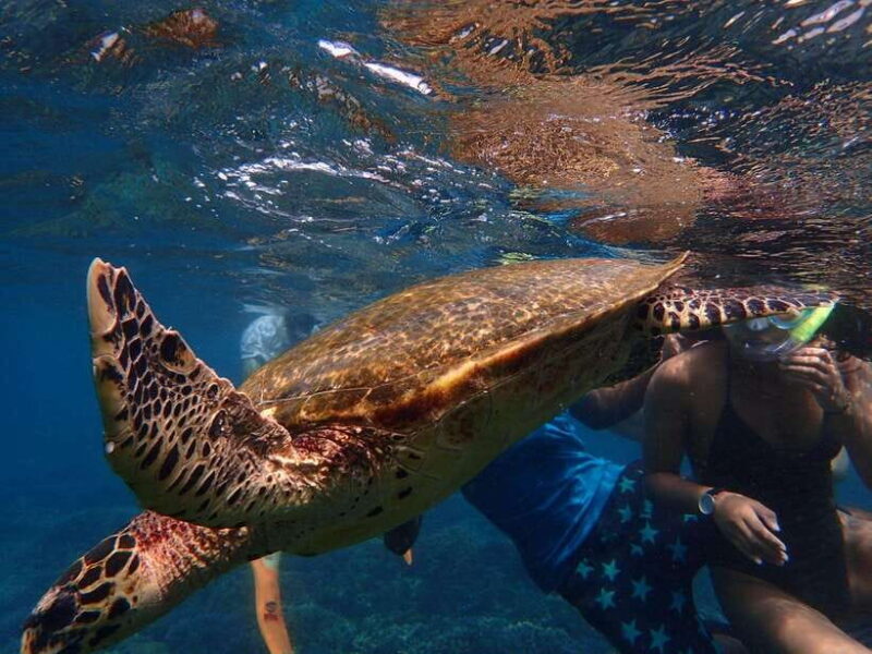 Pigeon Island Snorkeling Tour from Uppuveli Beach - FAQ
