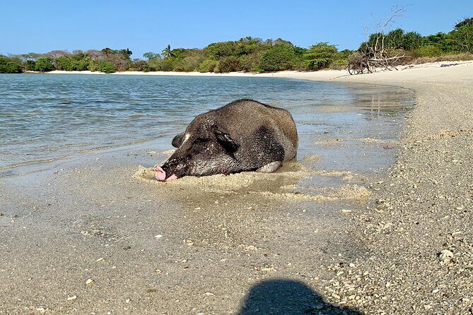 Pigs Island exclusive Semi VIP - What Sets This Tour Apart?