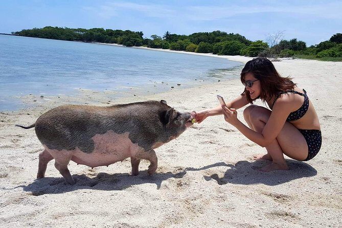 Pigs Island exclusive Semi VIP - Frequently Asked Questions