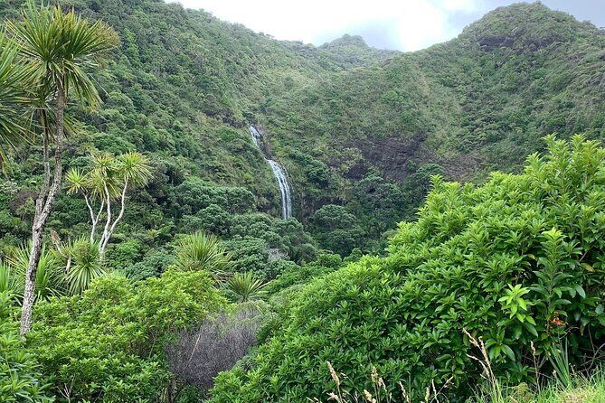 Piha Waitakere Rainforest Wine Tour from Auckland - The Sum Up