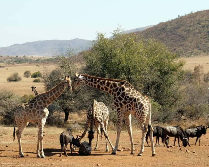 Pilanesberg Big 5 Game Safari: TRANSFER & ENTRANCE INCLUDED - Key Points