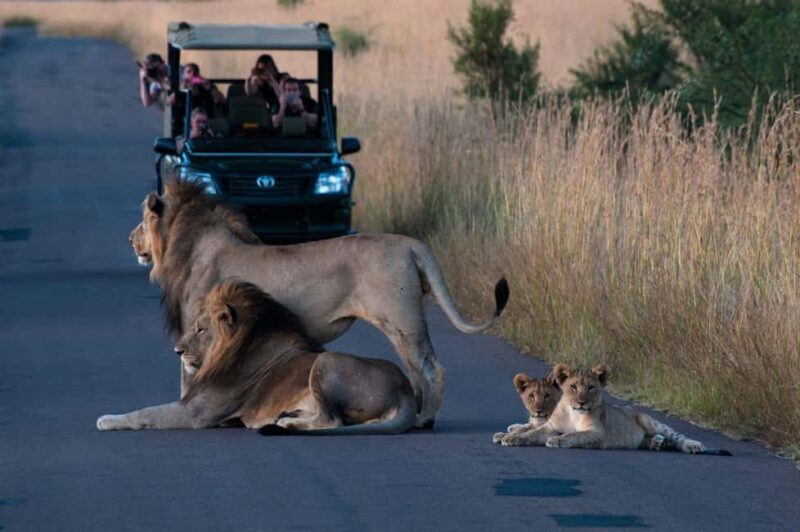 Pilanesberg Big 5 Game Safari: TRANSFER & ENTRANCE INCLUDED - A Practical, Authentic Safari Experience Close to Johannesburg