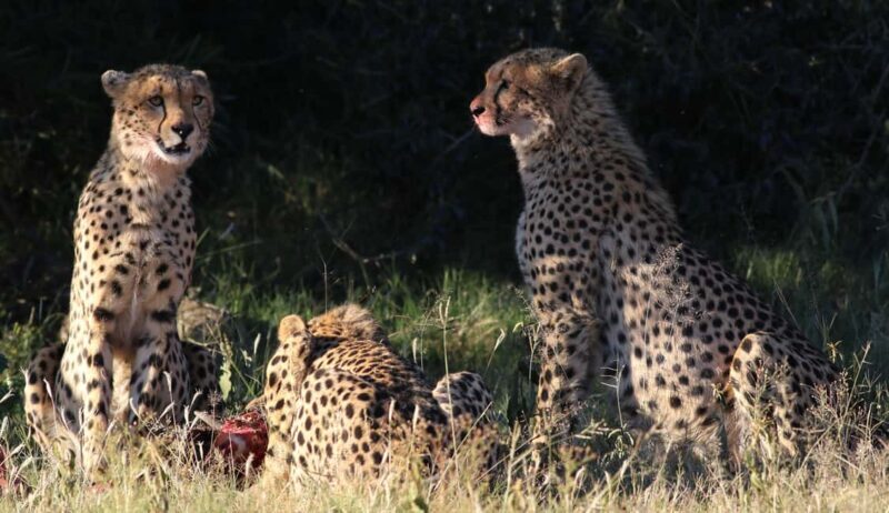 Pilanesberg Big 5 Game Safari: TRANSFER & ENTRANCE INCLUDED - Who Will Love This Tour?