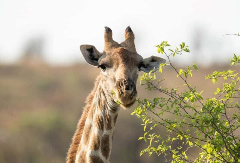 Pilanesberg Big 5 Game Safari: TRANSFER & ENTRANCE INCLUDED - FAQ