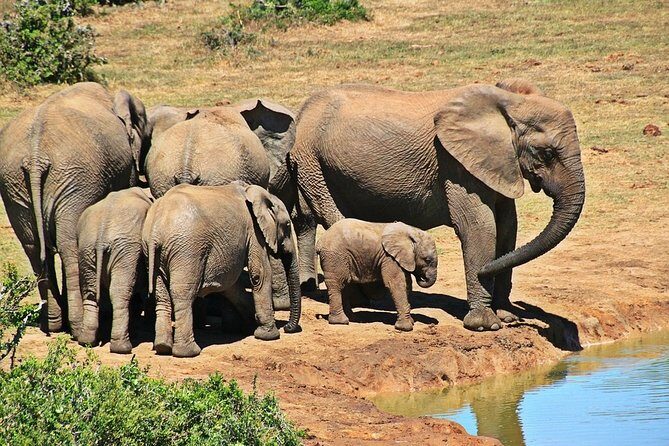 Pilanesberg BIG 5 Safari Experience - Key Points
