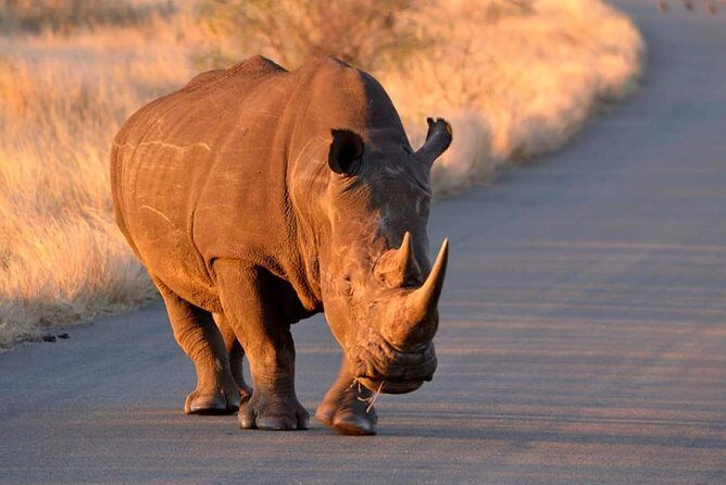 Pilanesberg BIG 5 Safari Experience - FAQ