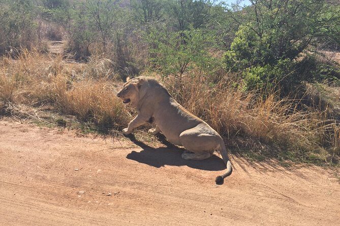 Pilanesberg camping Safari from Johannesburg - The Camping Experience