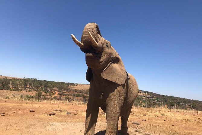 Pilanesberg camping Safari from Johannesburg - The Sum Up
