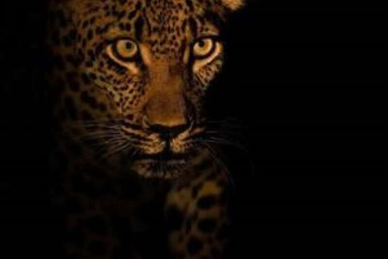 Pilanesberg : Evening Night Safari Drive - Key Points